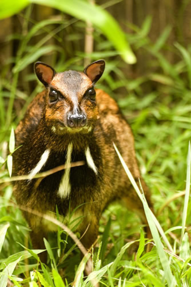 The Philippine Mouse Deer. Photo from philippine-adventures.com