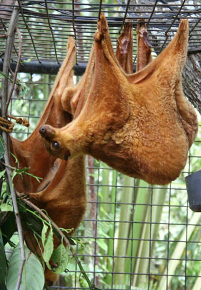 The Philippine Flying Lemur or the Kagwang. Photo from flickr.com