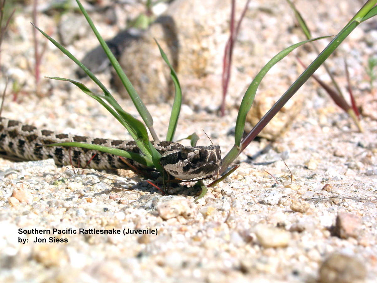 A Baby Southern Pacific Rattler: Original Photos From Lake Silverwood, California
