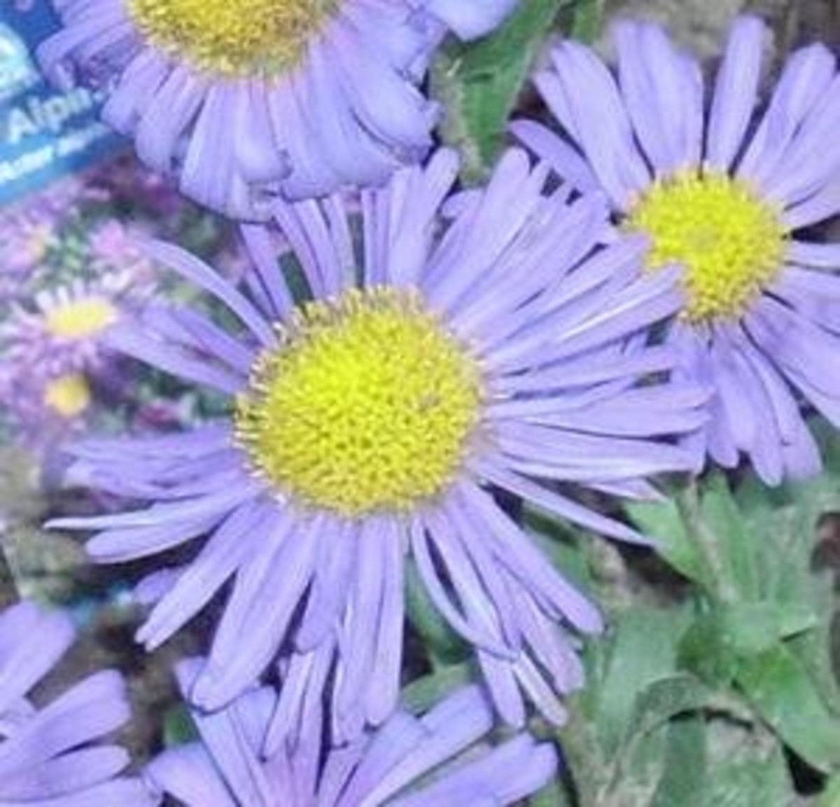 asters-choose-between-annuals-or-perennials