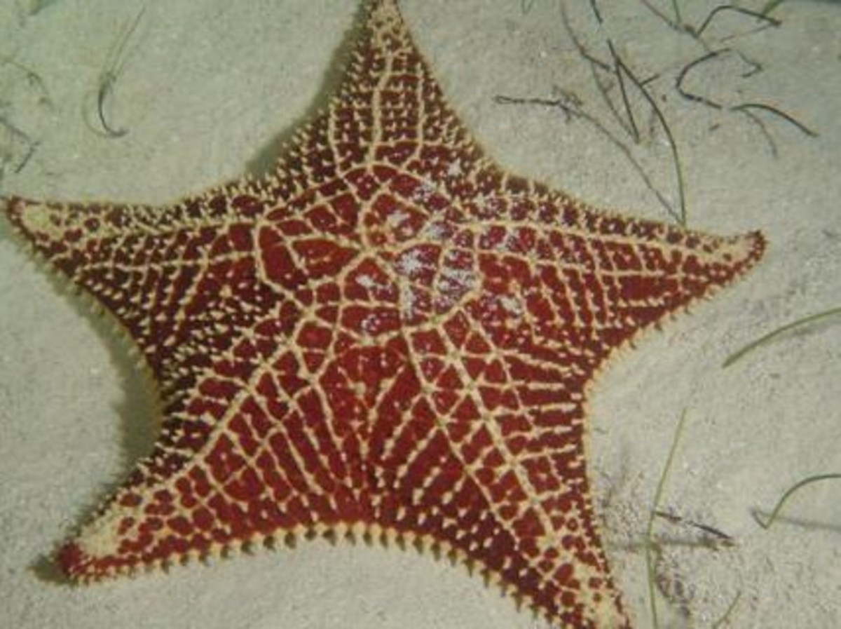Of the phyla in this hub, humans are most related to the sea stars and other echinoderms