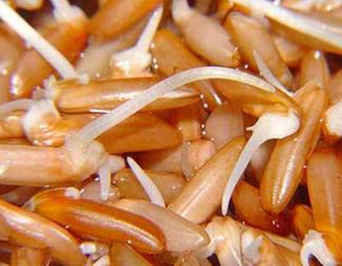gbr-or-gaba-rice-and-its-health-benefits