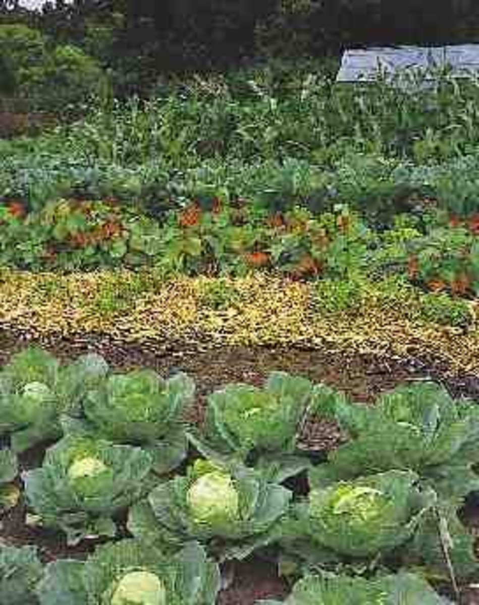 Vegetable Gardening: How to Get Started Growing Vegetables