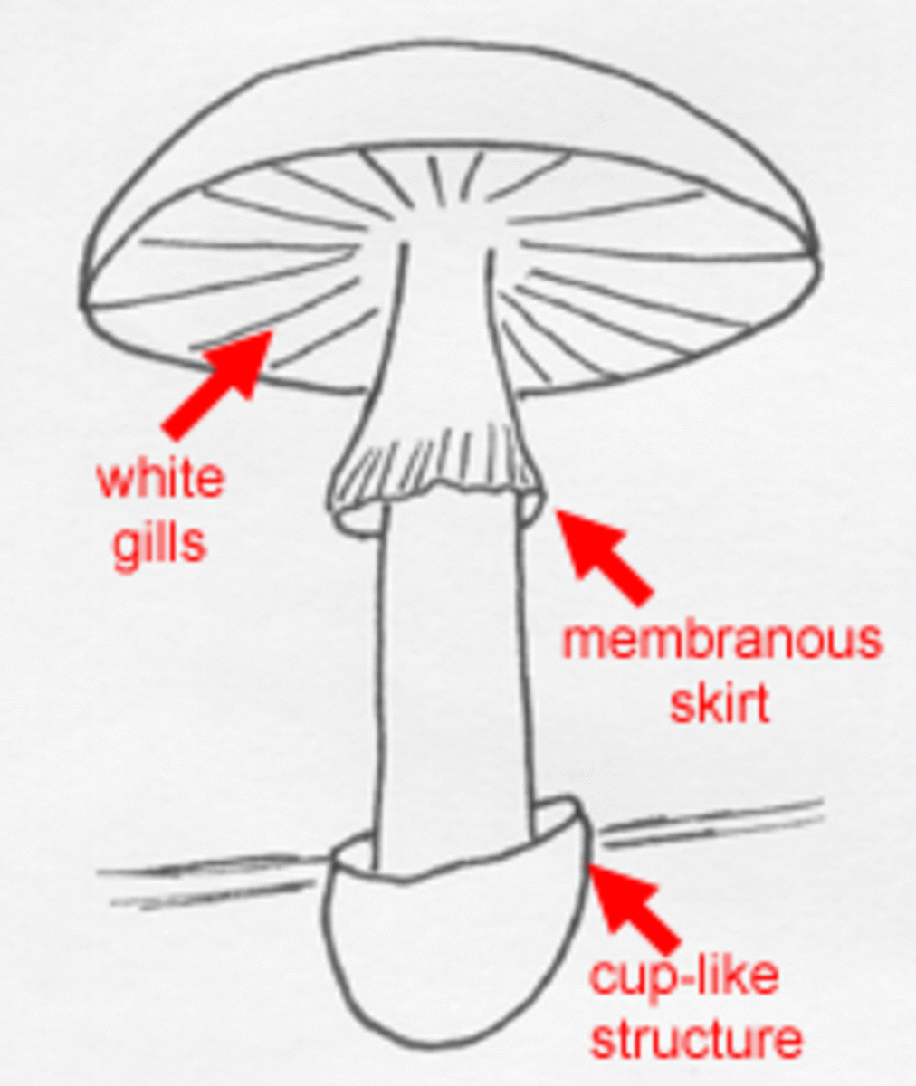 A diagram of a labeled Death-cap mushroom. It is better to error on the side of caution. Never assume that a mushroom is safe, only professionals can truly tell.