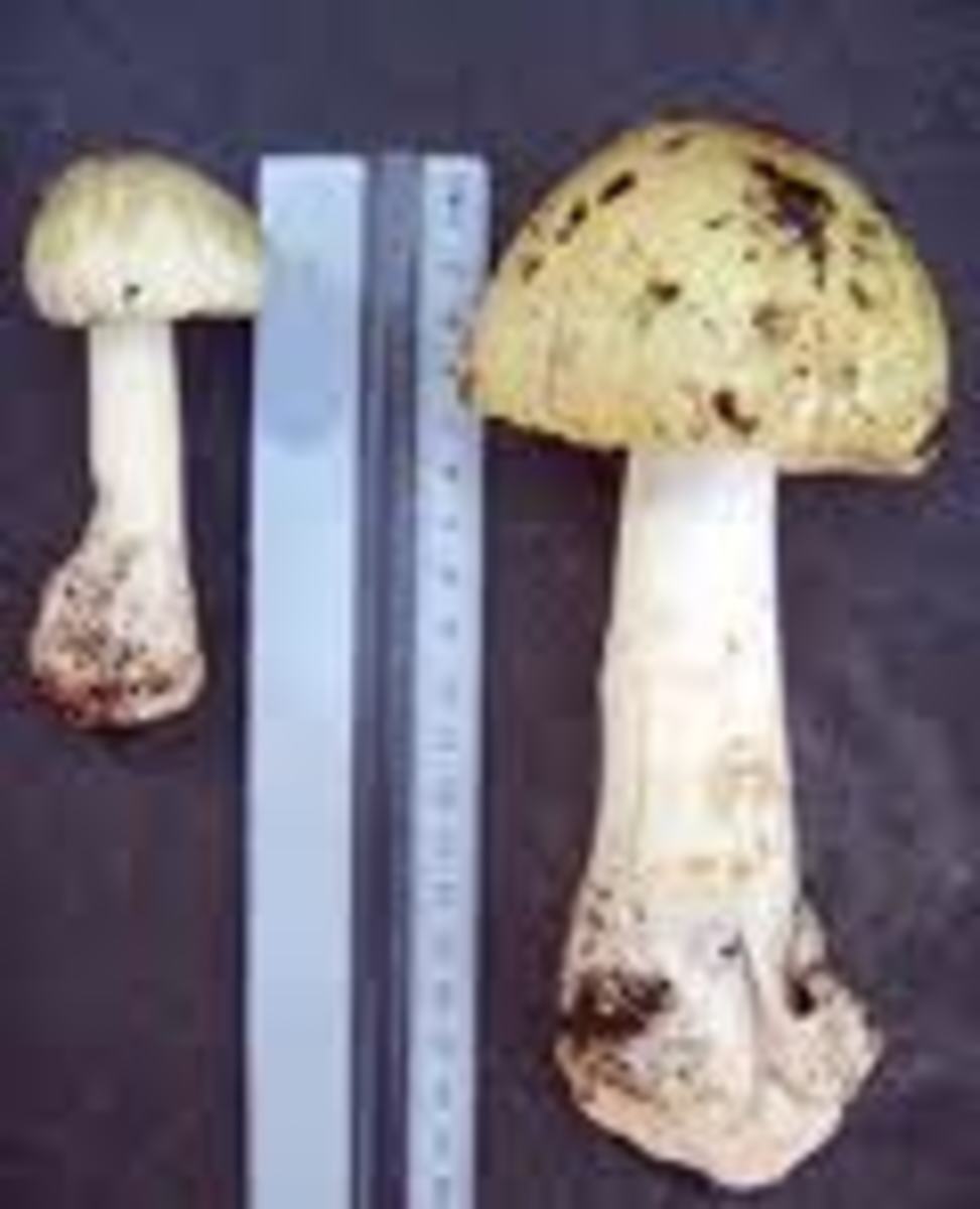 Measurable differences occur when sizing up the deadly Death-cap mushroom.