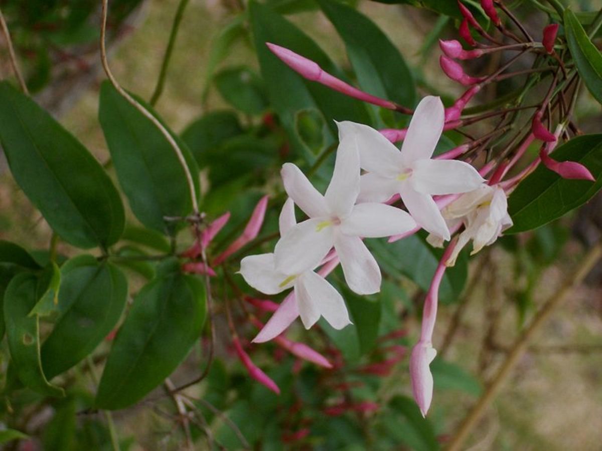 Jasmine polyanthum