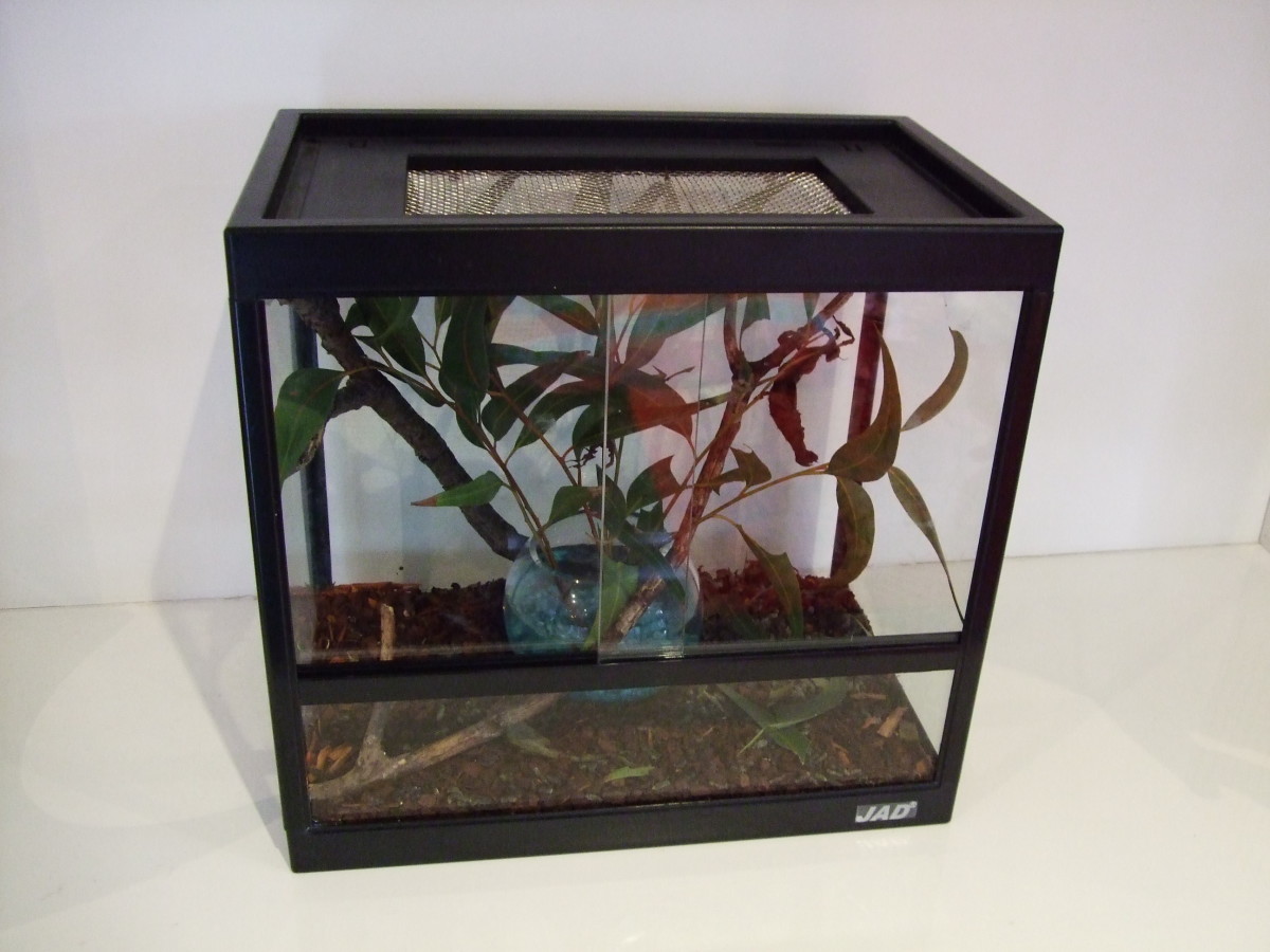 Keeping Spiny Leaf Insects as Pets Phasmid Facts and How to Care for These KidFriendly Bugs