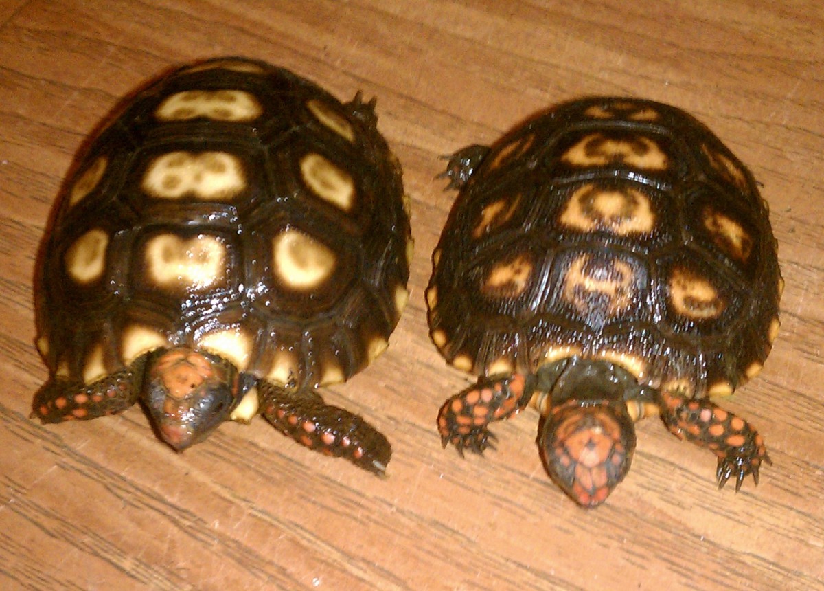red-foot-tortoise-care