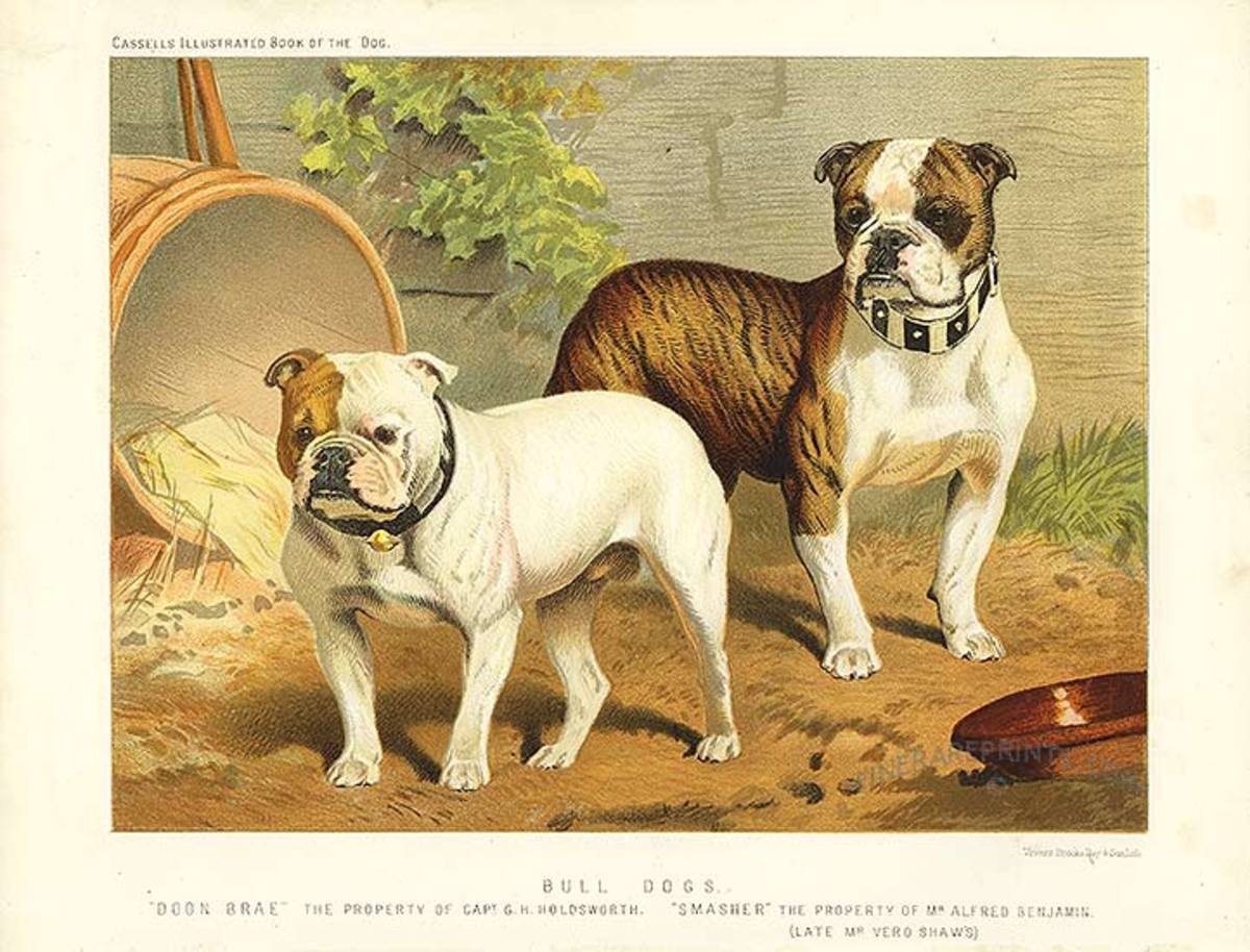 Dogcart (dog-drawn) - Wikipedia