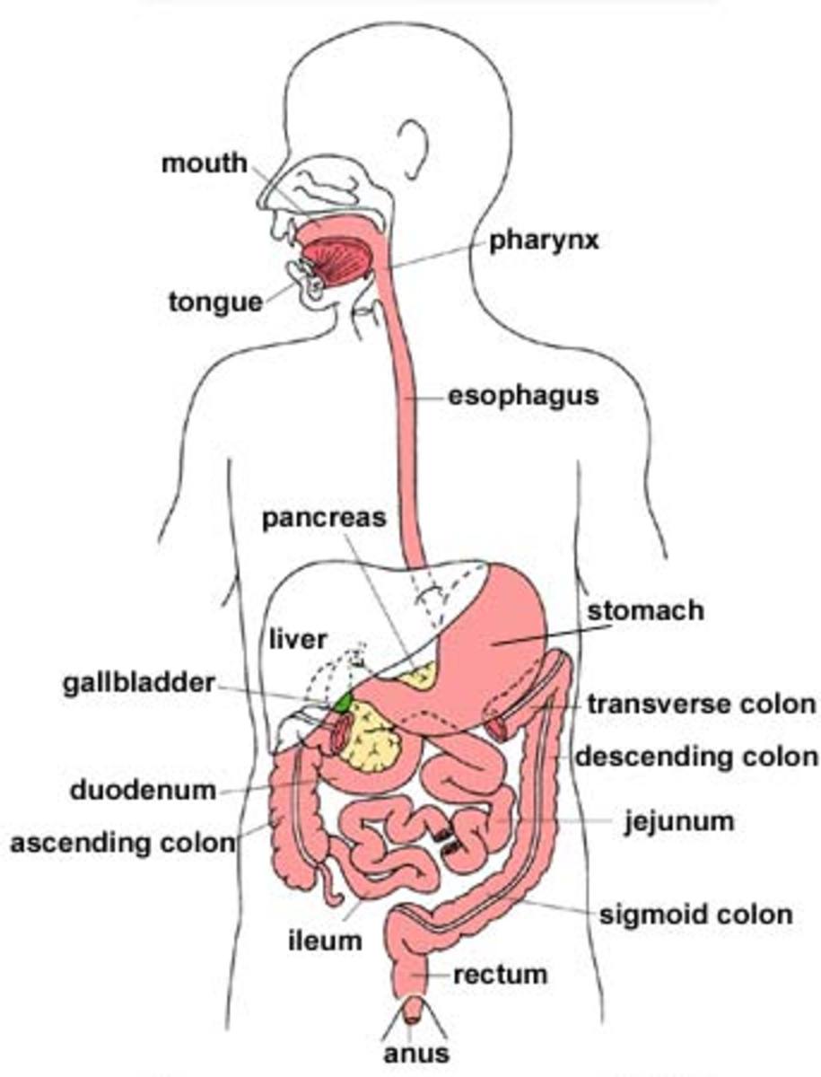 Digestive Tract System