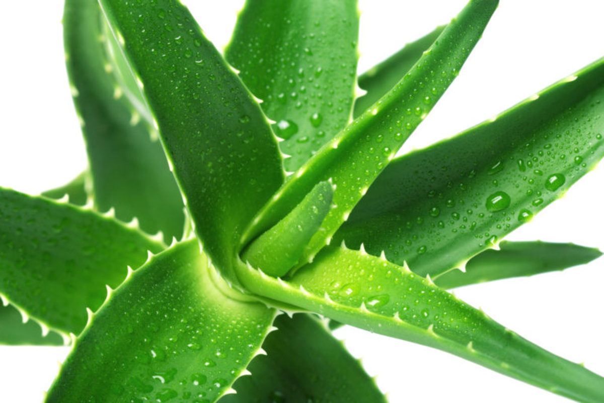 God's Herb: Aloe Vera for Immune System