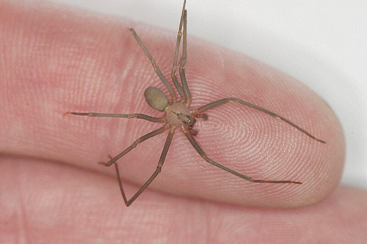 Very Small Brown Recluse Spider