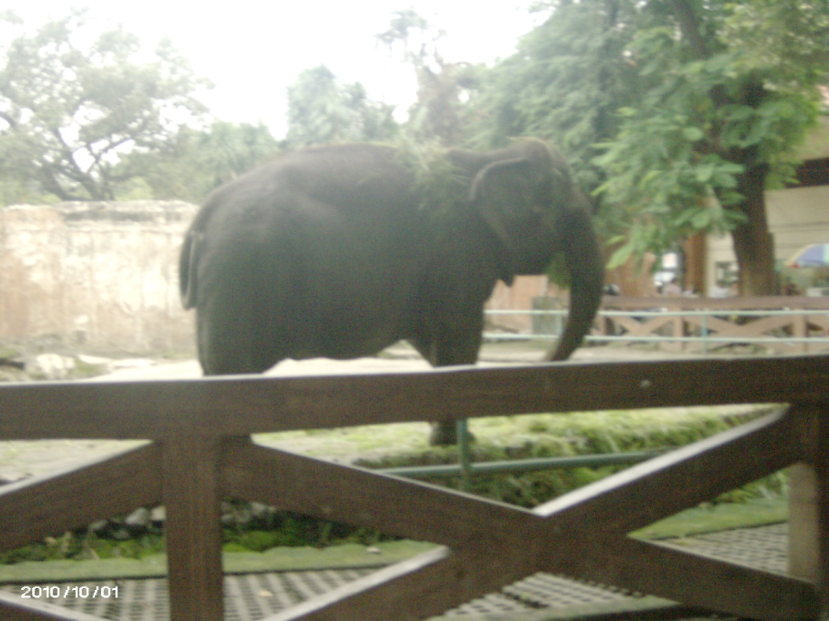 manila-zoo-the-oldest-zoo-in-asia