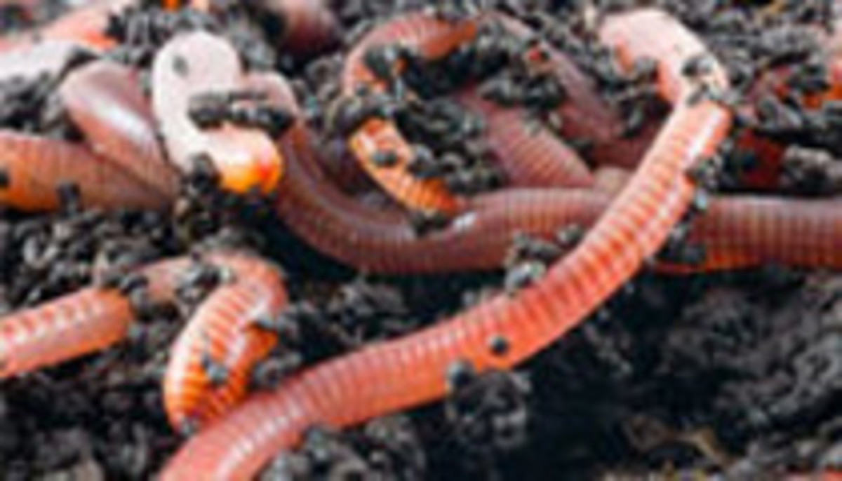 Red worms will work hard for your vermicomposting farm, while reproducing rapidly compared to other species! 