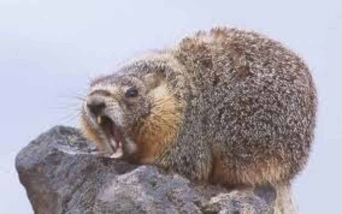 angry marmot