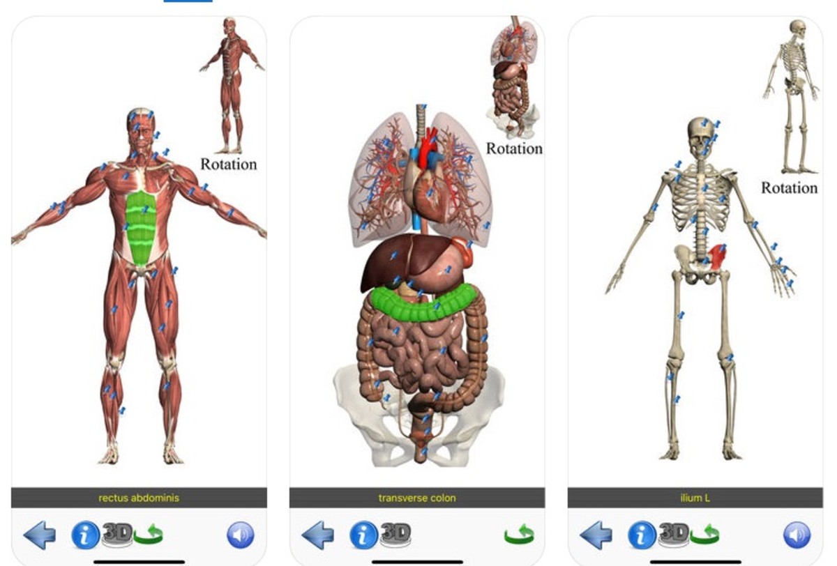 human-anatomy-kids