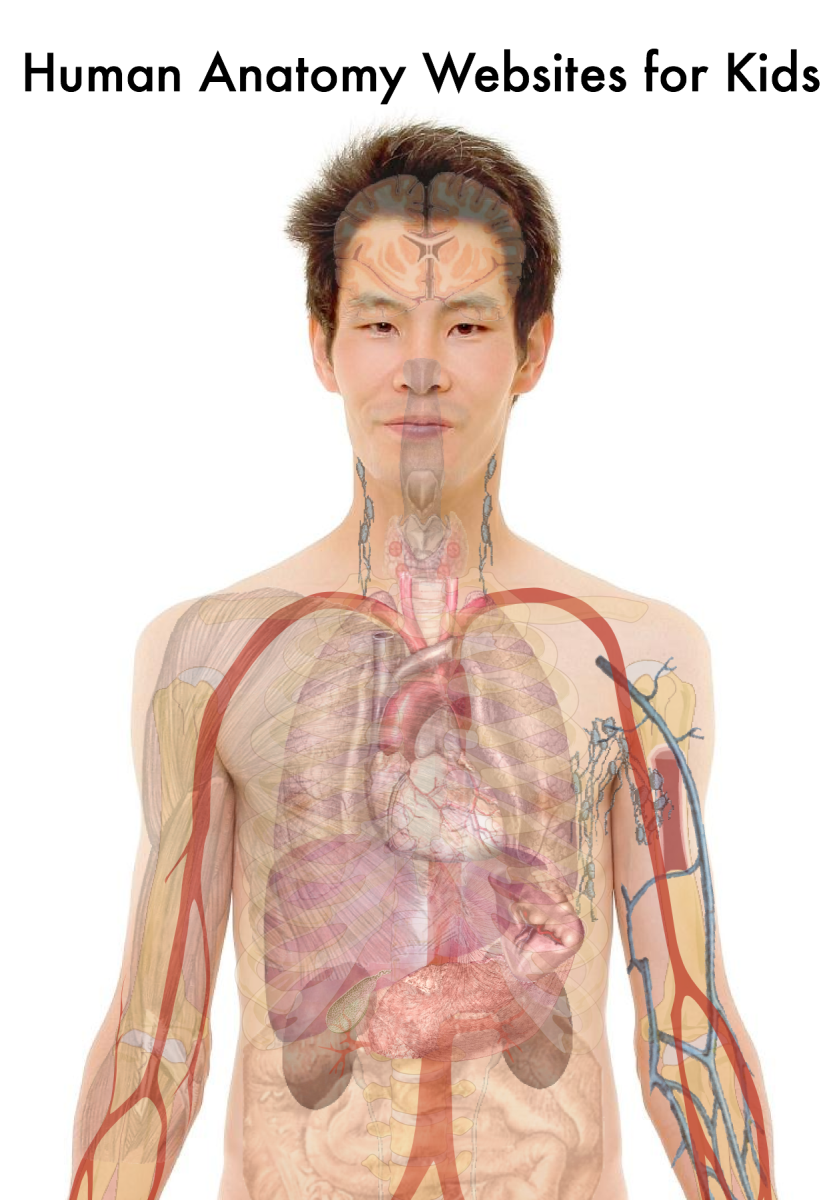 10 Terrific Human Body And Anatomy Websites For Kids HubPages