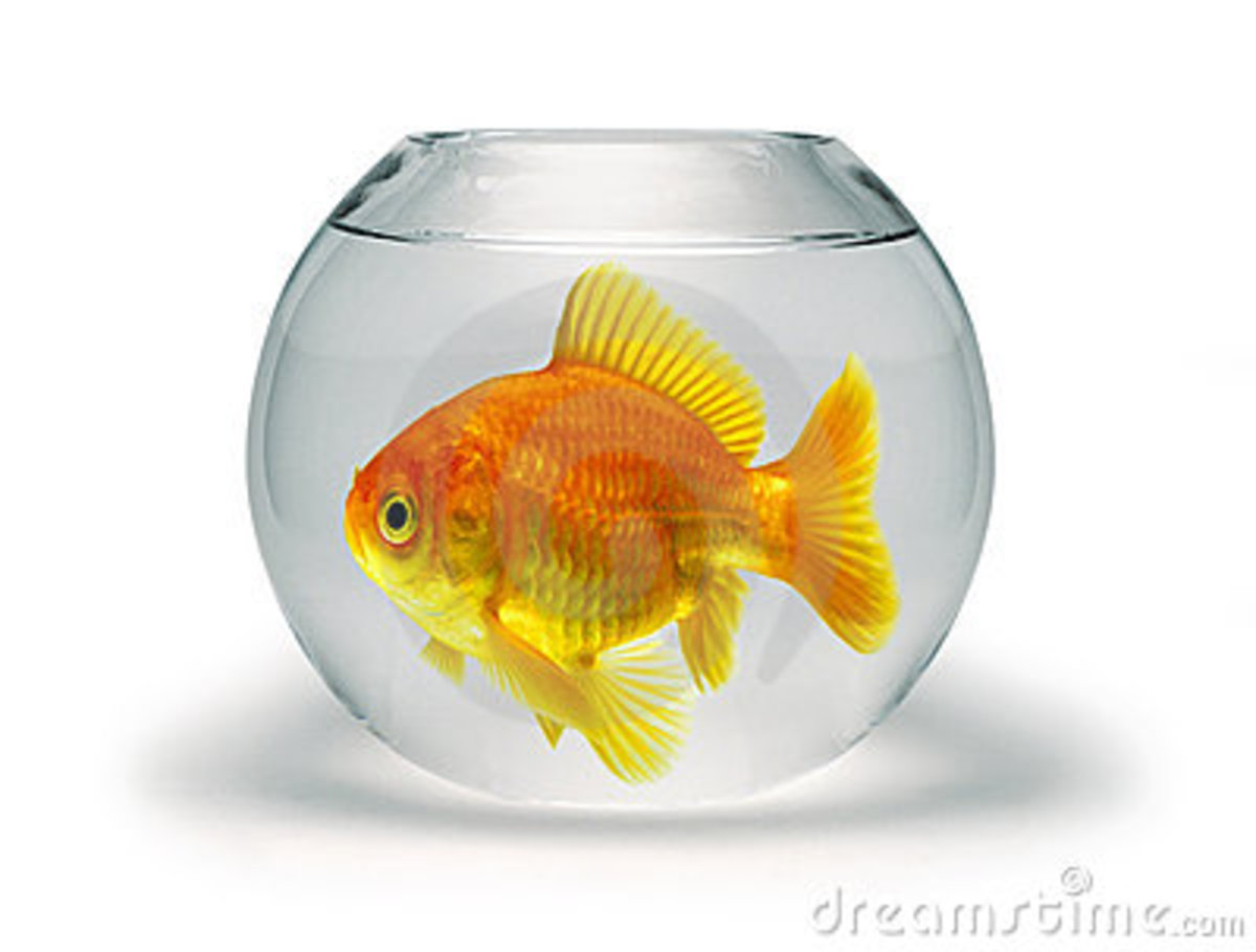 goldfish_information