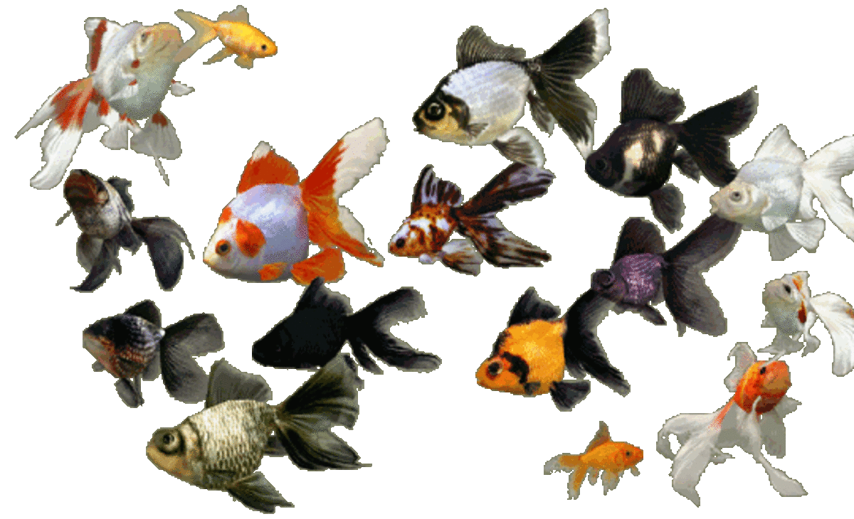 Fancy Goldfish Varieties