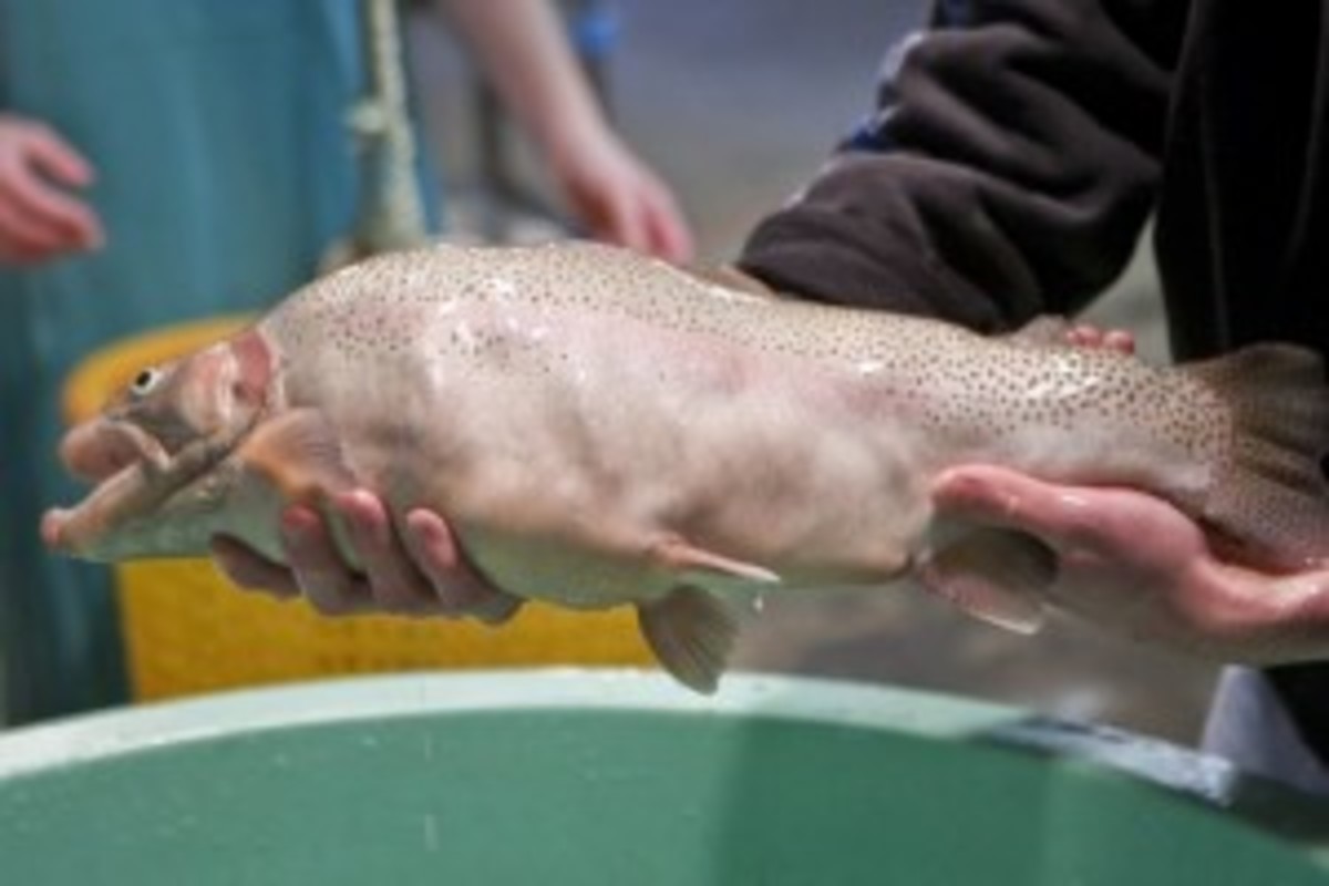 Trout developed at the university of Rhode island