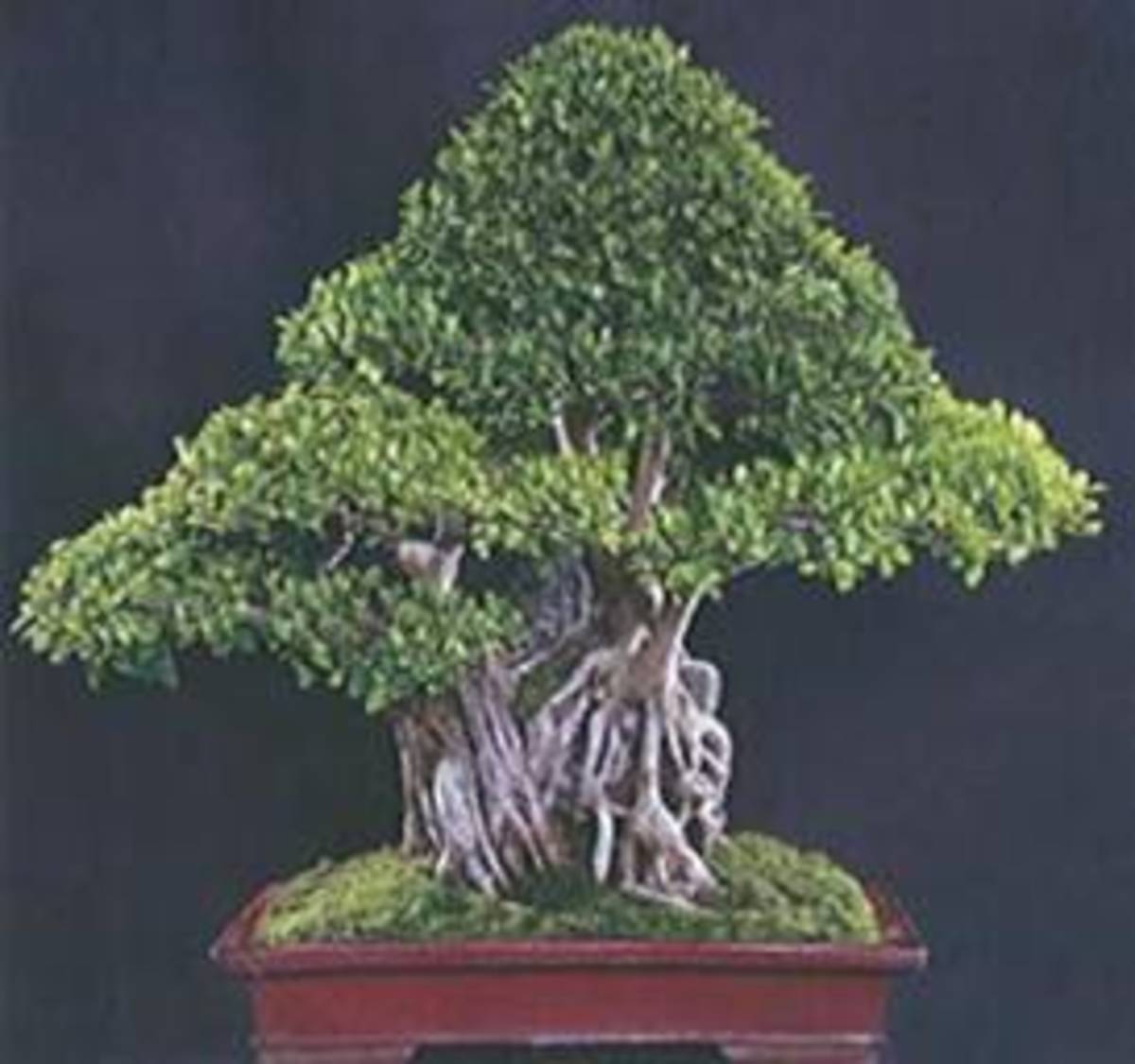 Clasped to the Stone Style Bonsai