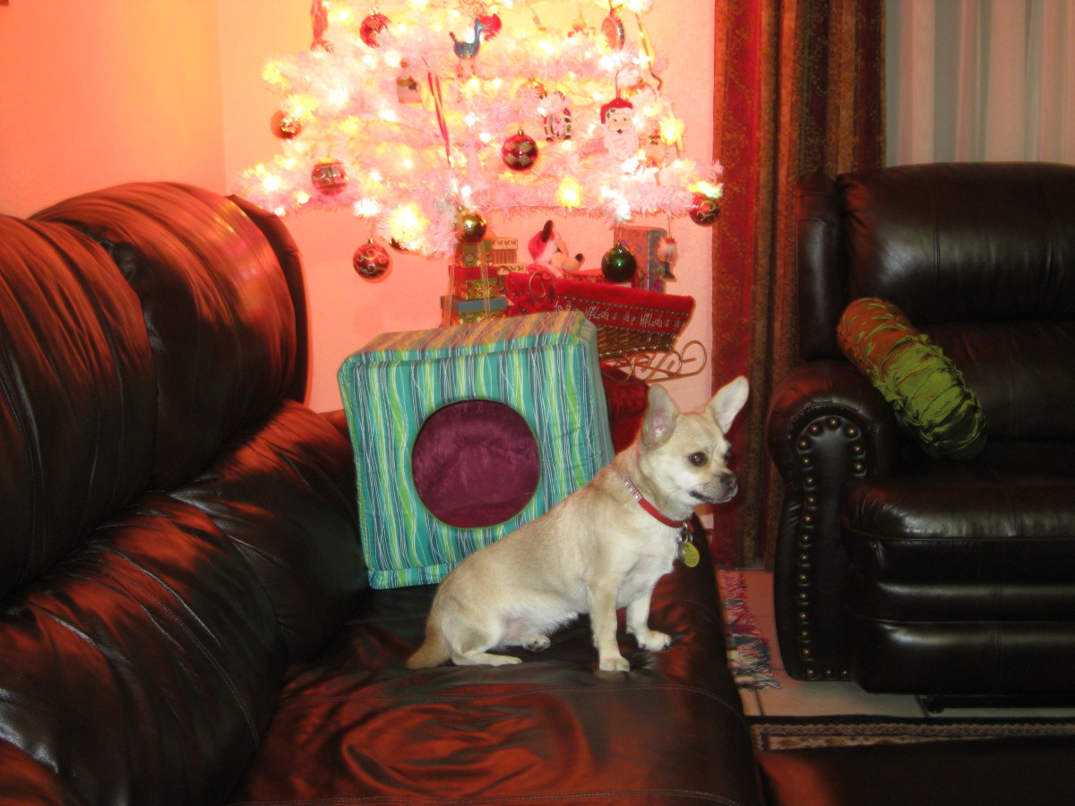 Chika is already posing for next year's Christmas card.