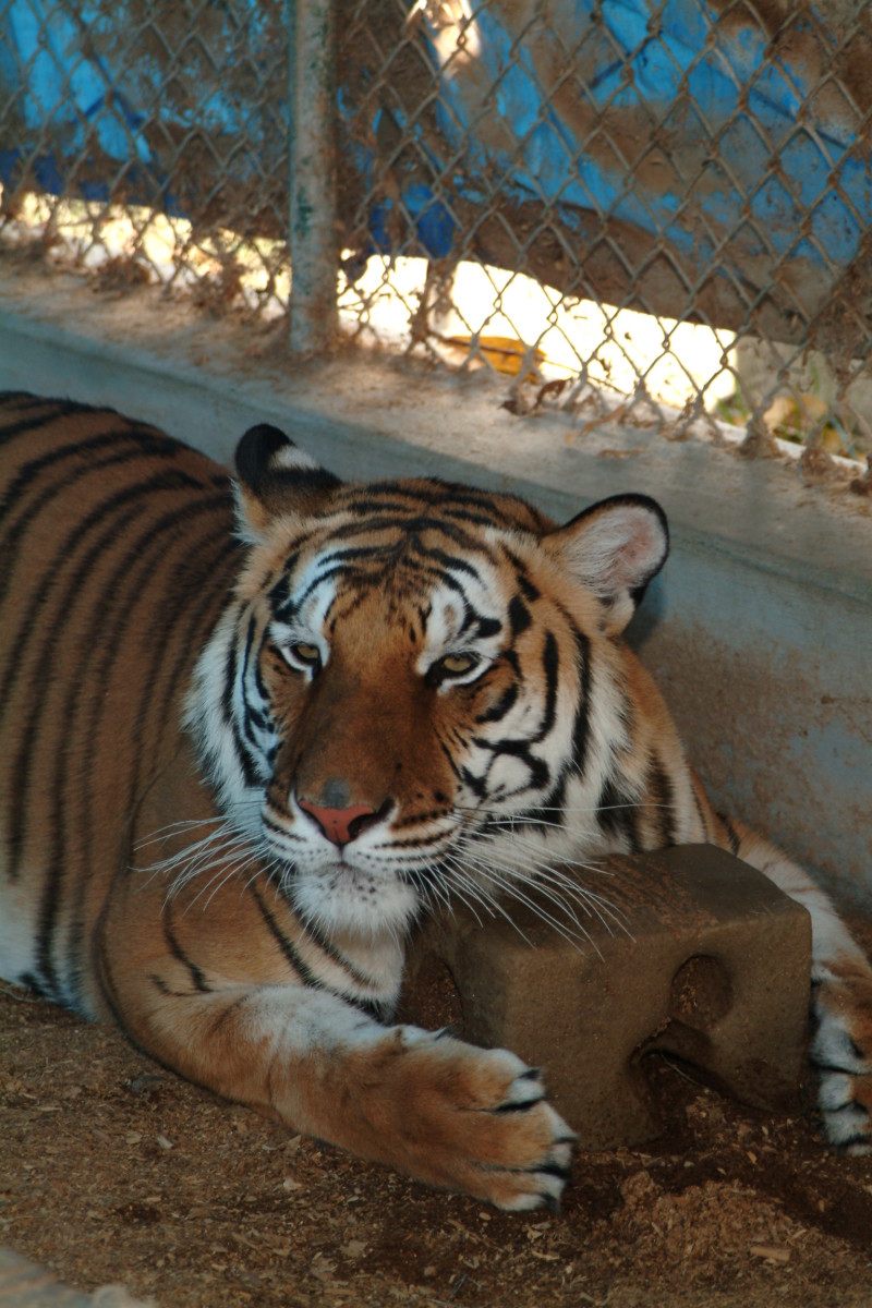 Zoos, How to Get Big Cat Jobs, Internships and Education - HubPages