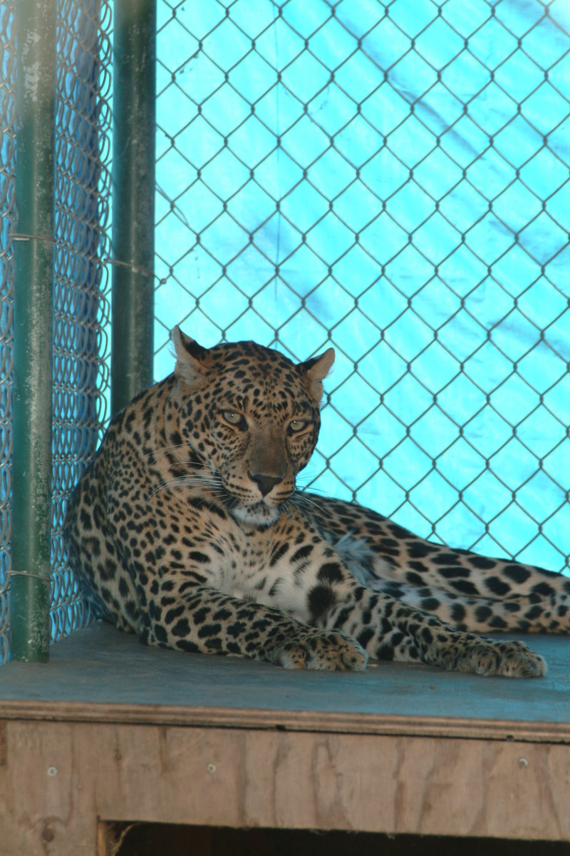 zoos-how-to-get-big-cat-jobs-internships-and-education-hubpages