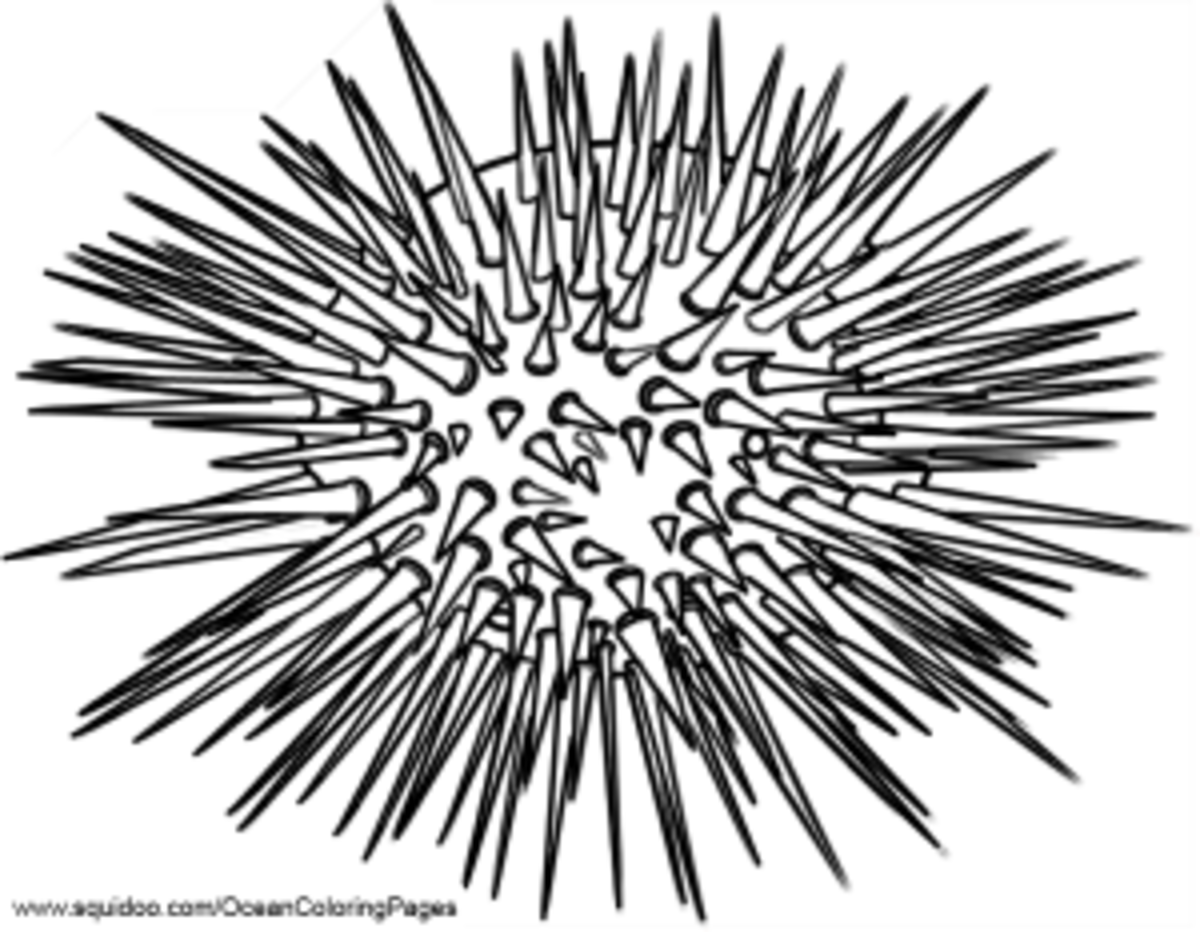 Sea Urchin Coloring Pages