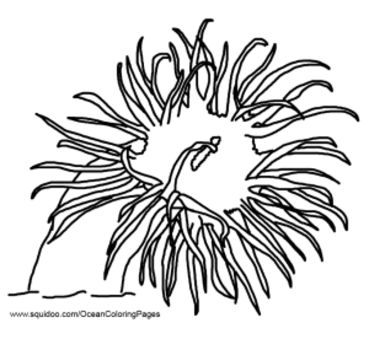 Sea Anemone Coloring Pages