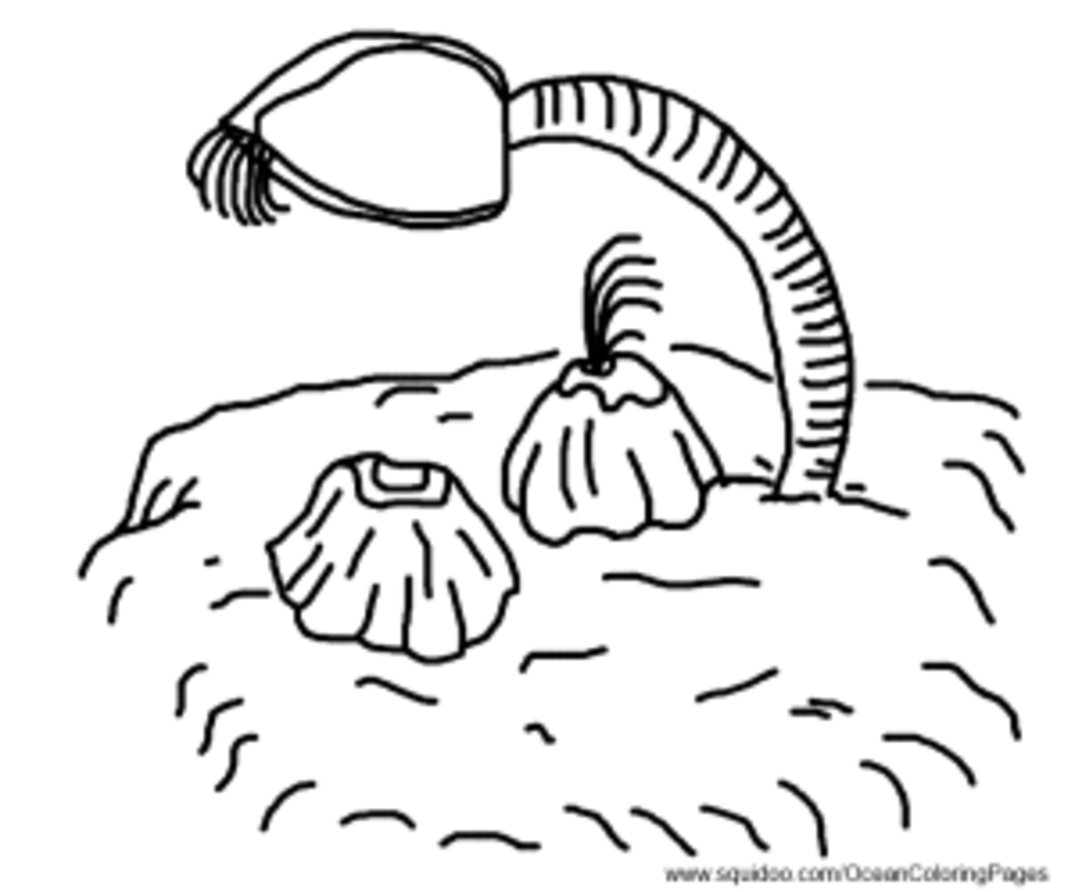 Barnacle Coloring Pages