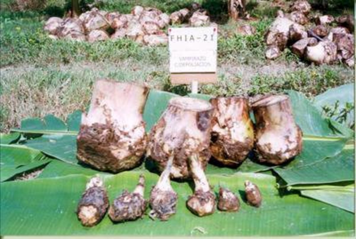 Banana corms, used in the propagation of domesticated bananas, source: Wikipedia