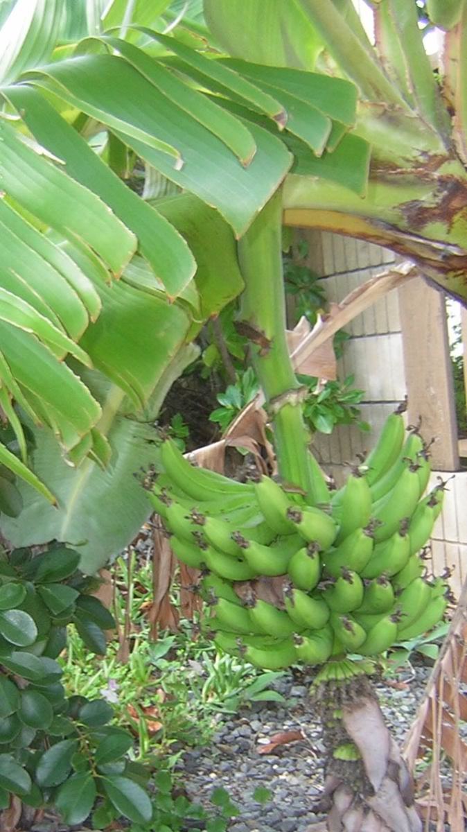 Green bananas By littleme_hi, source: Photobucket
