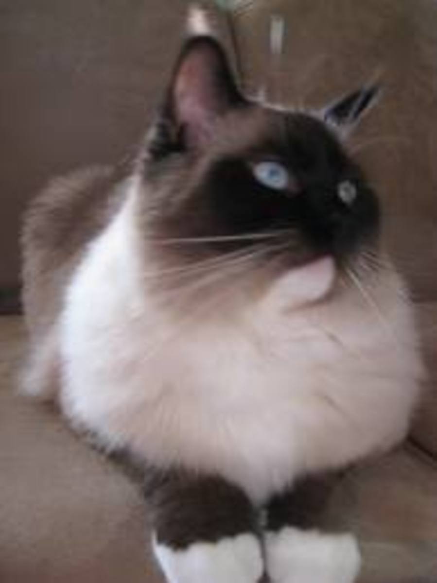 waggy ragdolls