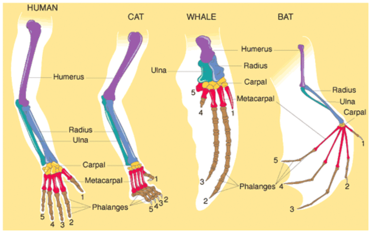 Comparison of forearms and upper arms of various animals