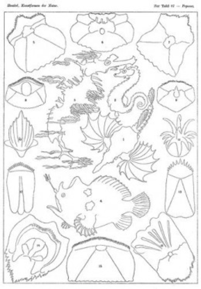 coloring-pages-by-ernst-haeckel