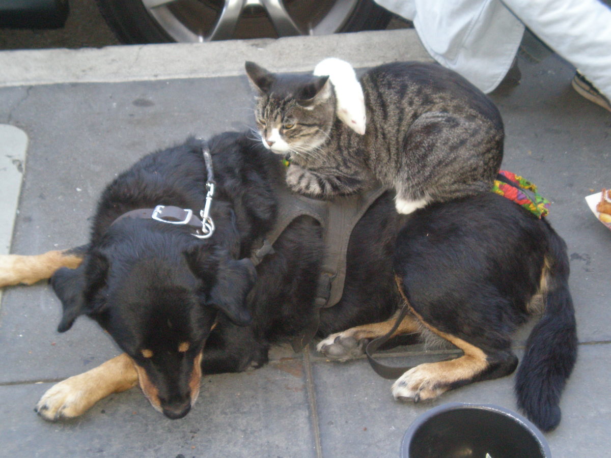Cat and Dog at Fisherman's Wharf -  BrokenSphere / Wikimedia Commons.