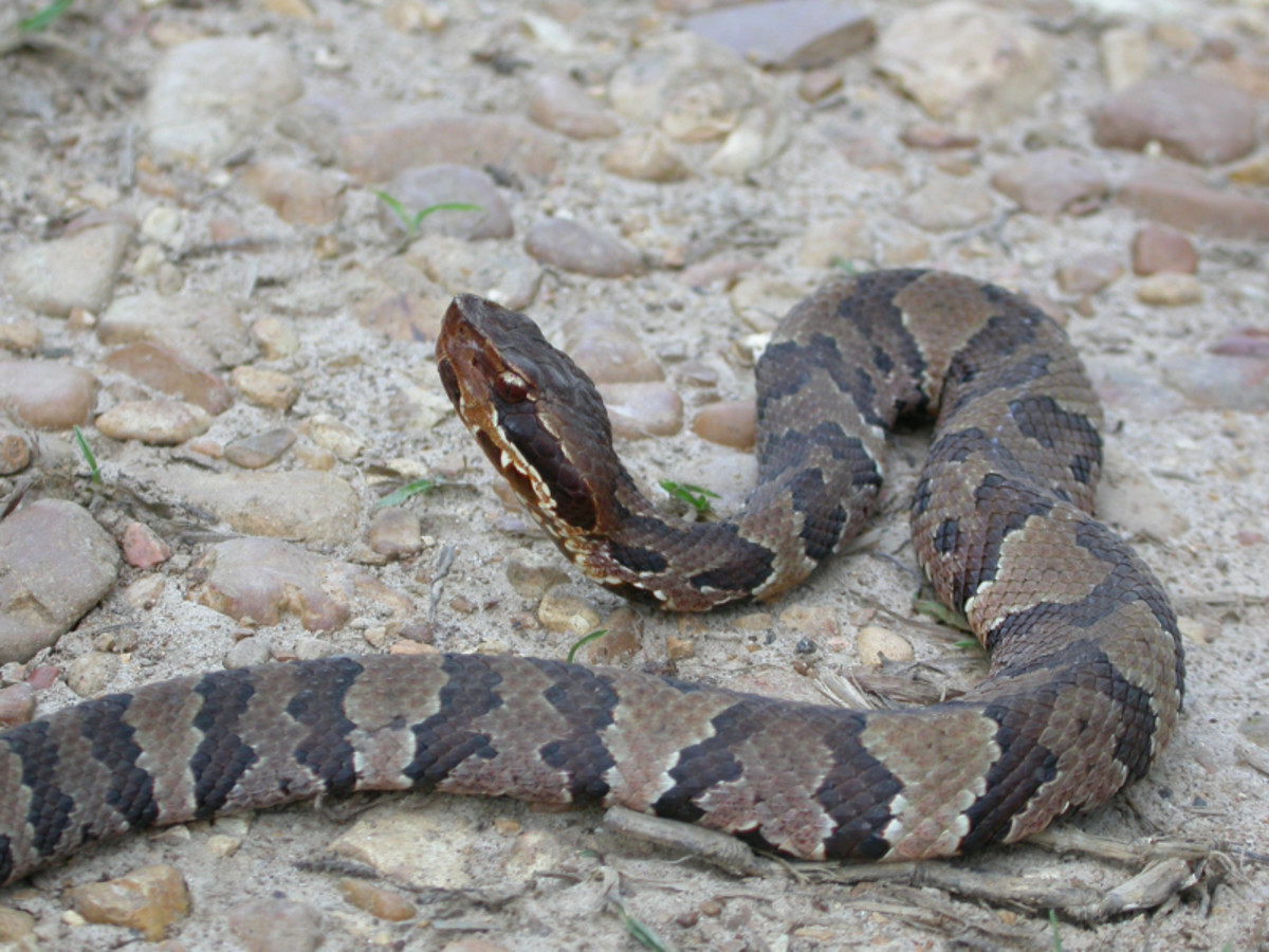 the-water-moccasin-or-cottonmouth