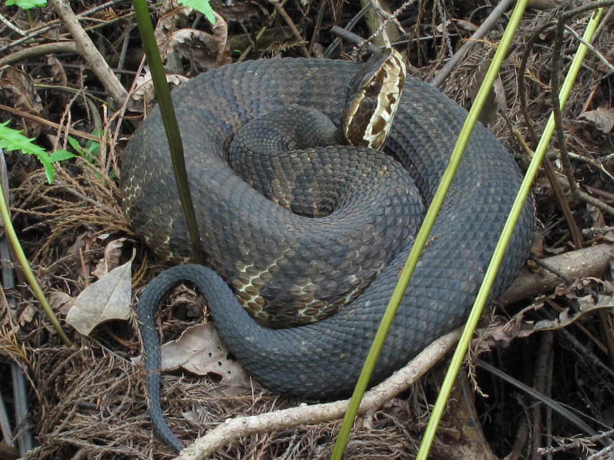 the-water-moccasin-or-cottonmouth