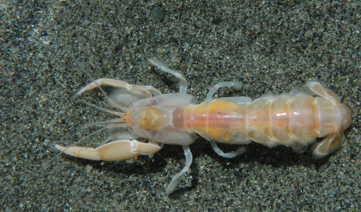on-ghost-shrimp-their-capture-and-uses