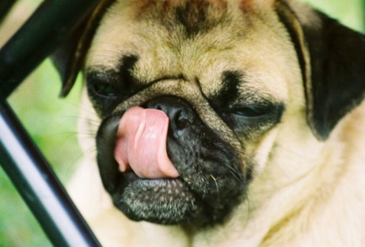 pug tongue