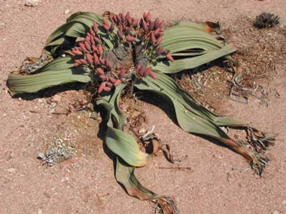 Female Welwitschia mirabilis plant.
