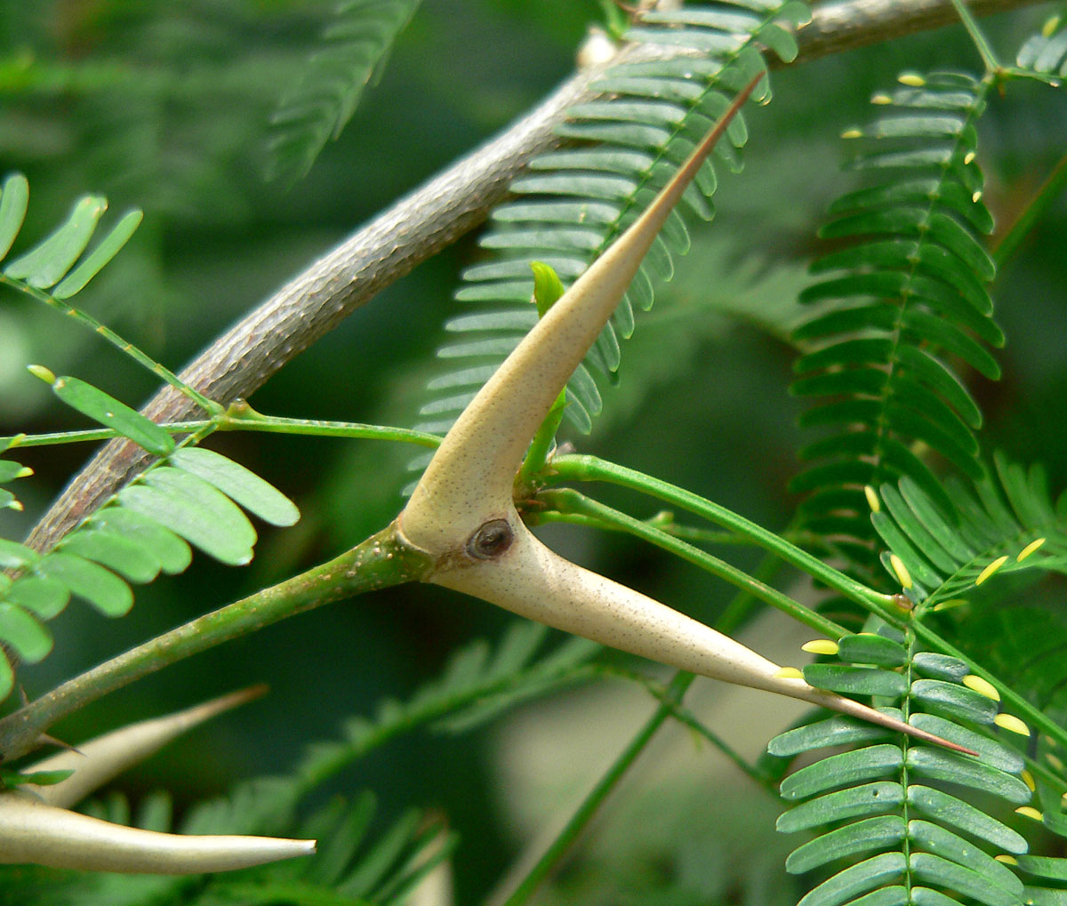 A closer look on bullhorn acacia thorns.