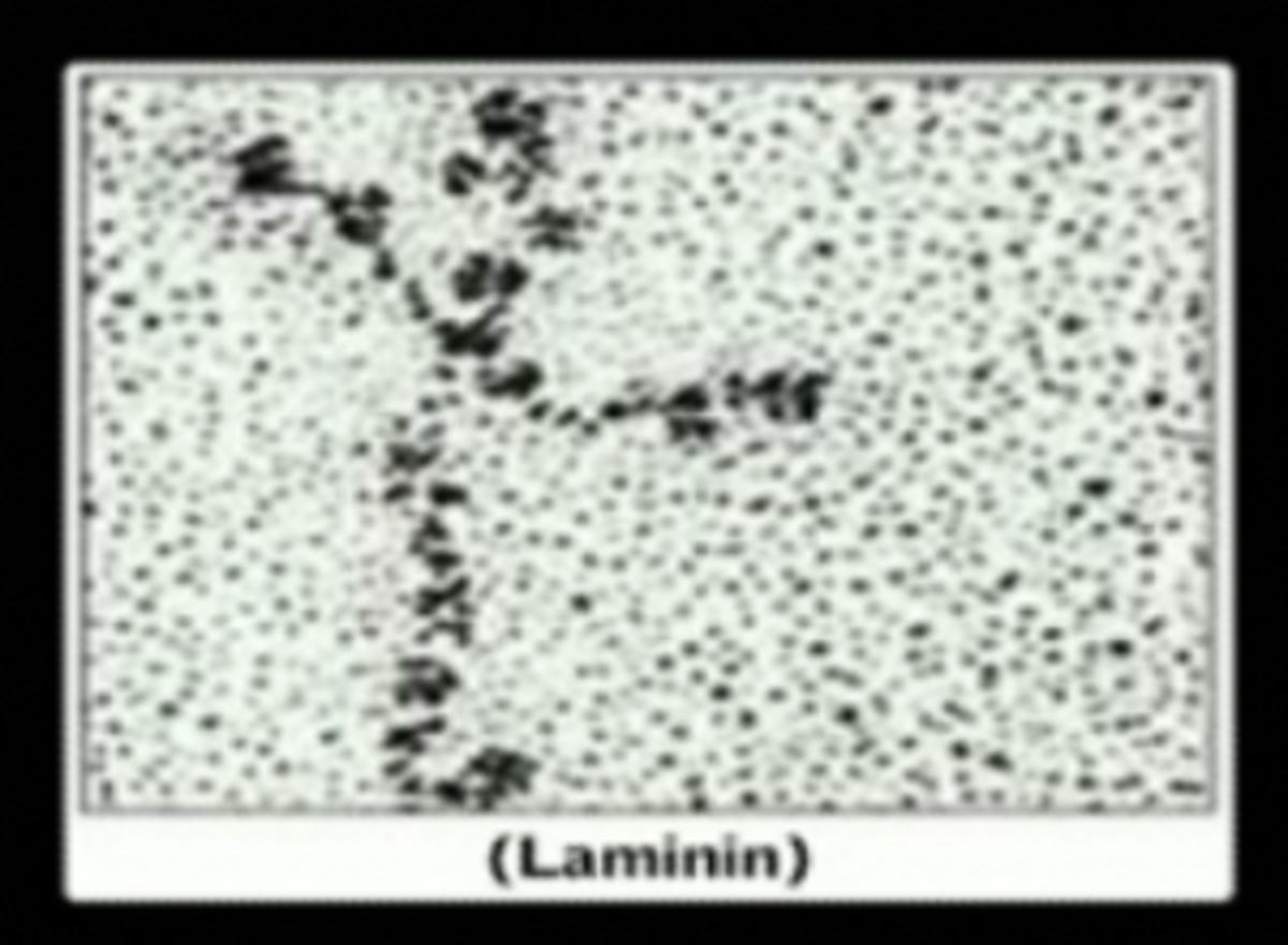 Laminin viewed under an Electron Microscope