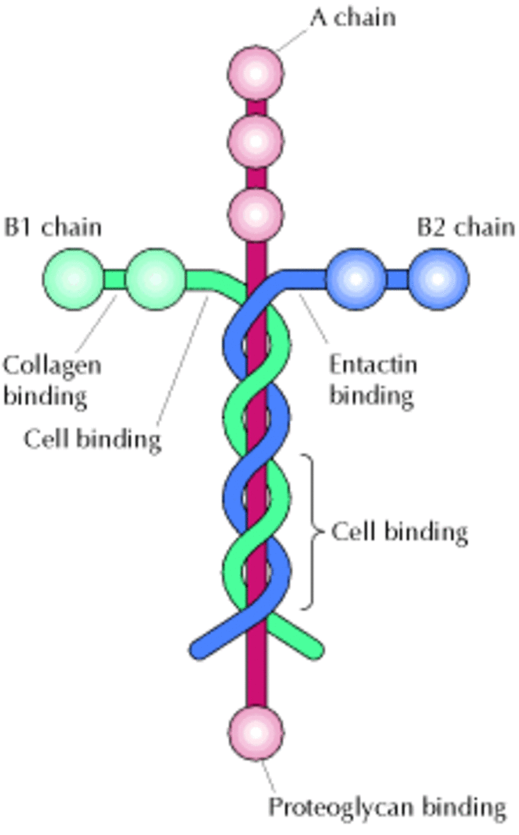 Lamin Helical Rod - 3 Protein Chains