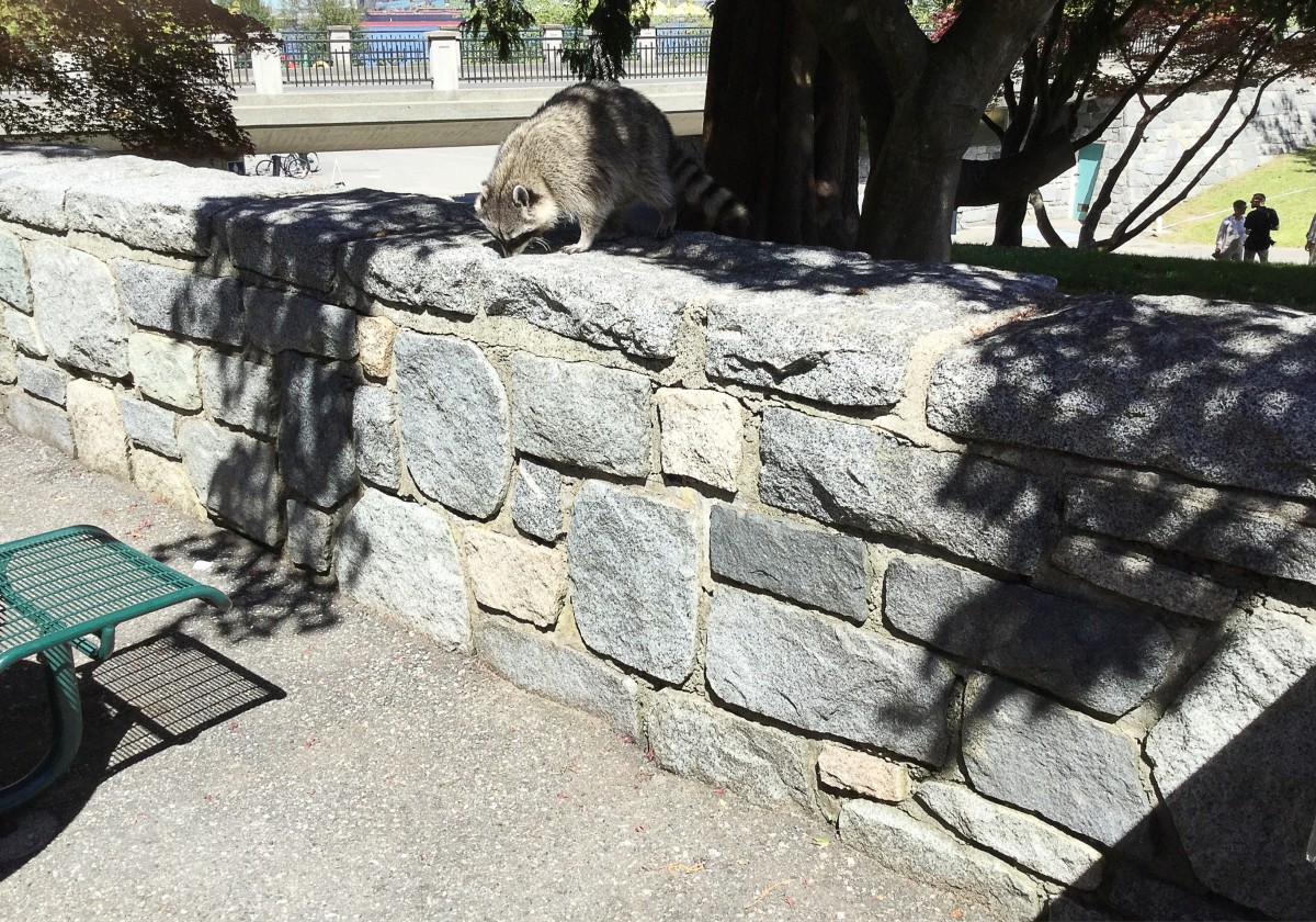 I found this confident raccoon (Procyon lotor) near a concession stand in Stanley Park. He or she was unconcerned about my presence.