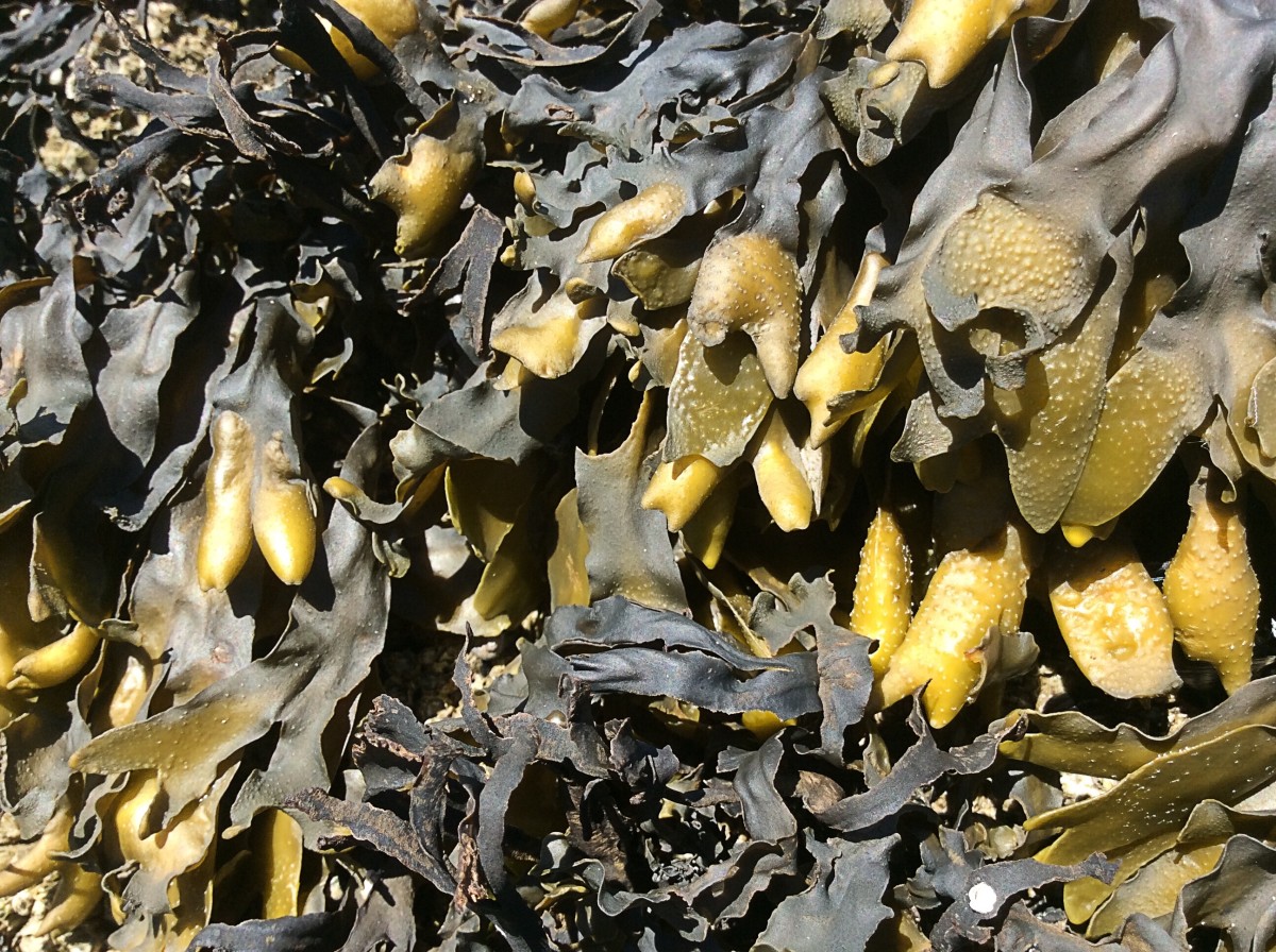 Fucus gardneri (rockweed or bladderwrack) at low tide