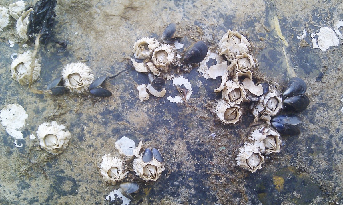 Acorn barnacles and mussels; photo by Rosser1954