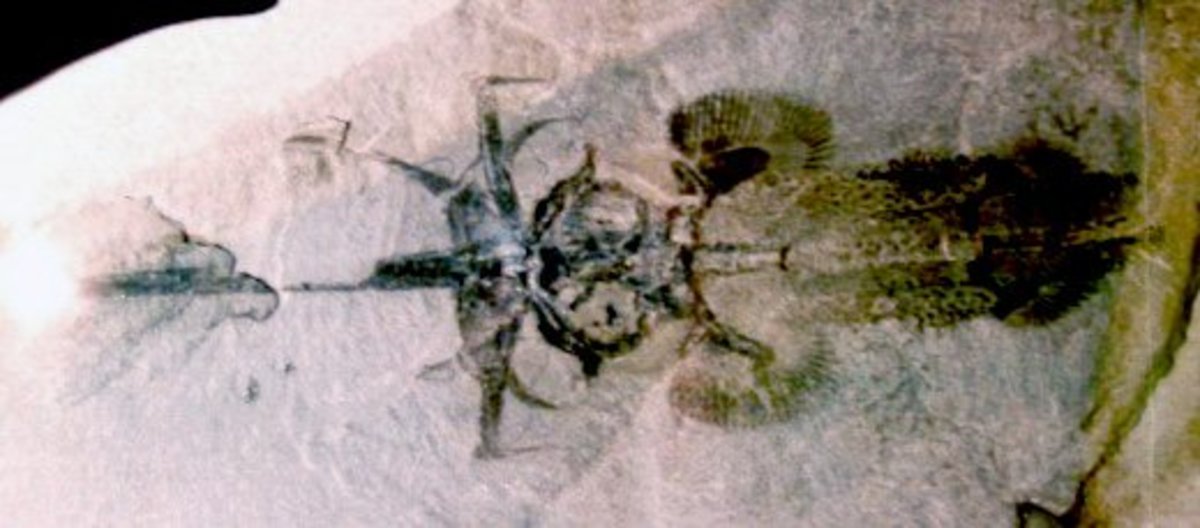 Squaloraja polyspondyla fossil with characteristics between sharks and rays