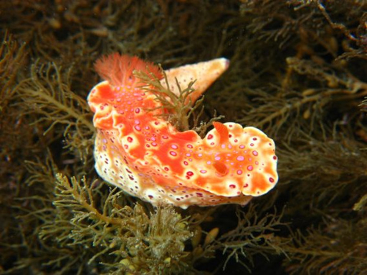 Colorful nudibranch in shallow water off Whyalla, South Australia